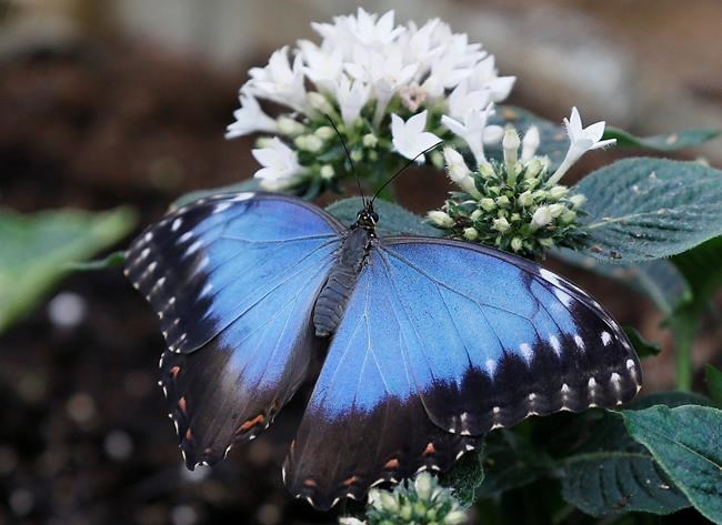 Britain has a summer job for you: Count the butterflies | iNFOnews.ca