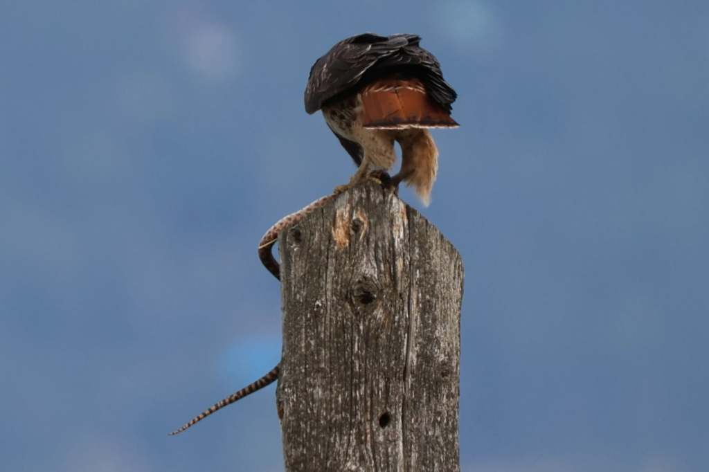 iN PHOTOS: Eat or be eaten is nature's way in Thompson-Okanagan | iNFOnews.ca