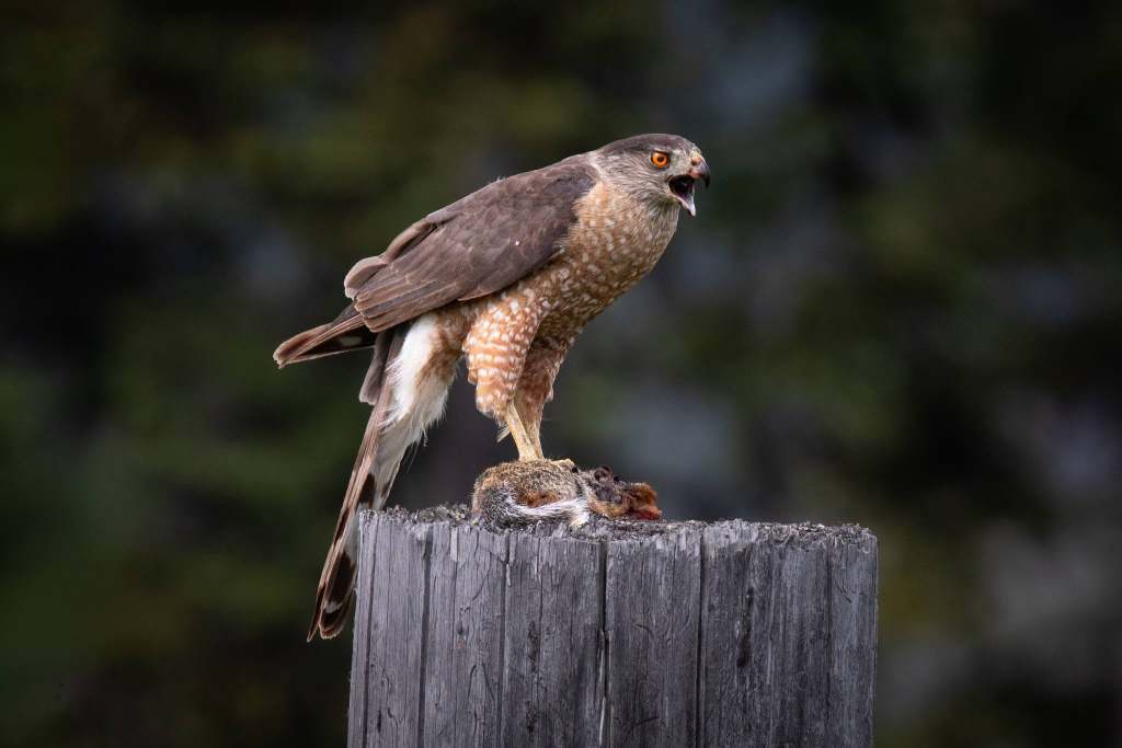 iN PHOTOS: Eat or be eaten is nature's way in Thompson-Okanagan | iNFOnews.ca