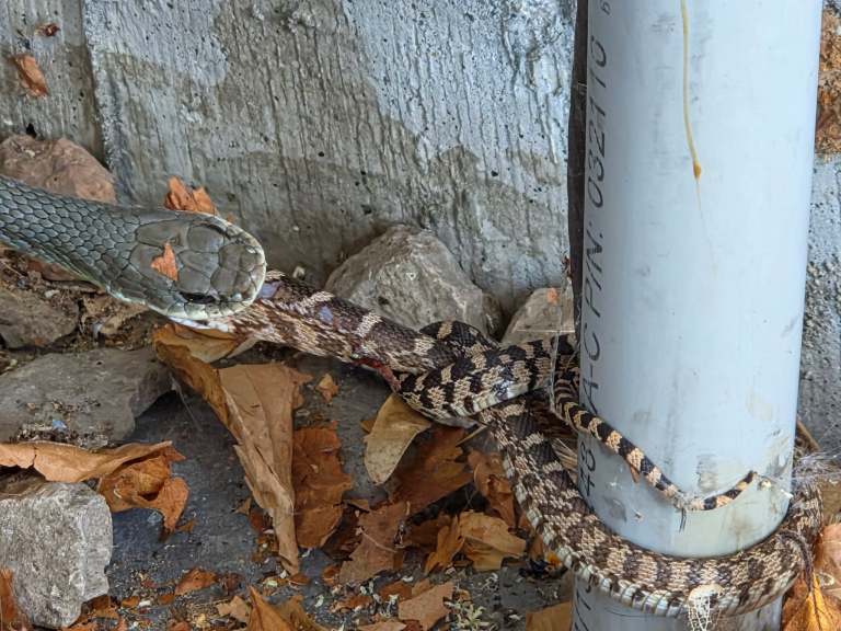A large snake is devouring a smaller snake.