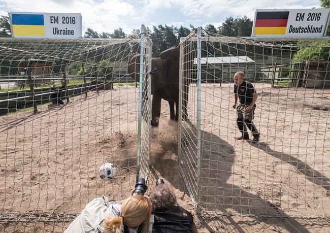 Nelly the psychic elephant predicts Germany over Ukraine | iNFOnews.ca