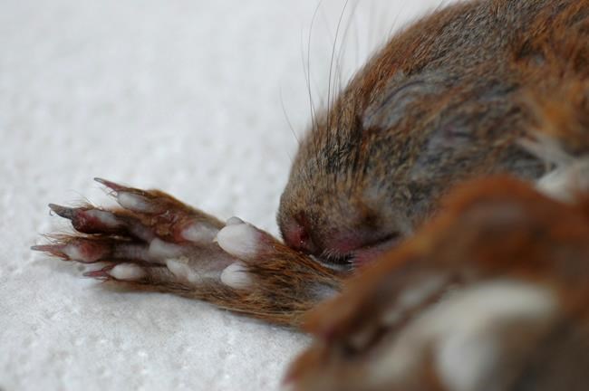 A pox on their squirrels: German scientists find new virus | iNFOnews.ca A pox on their squirrels: German scientists find new virus | iNFOnews.ca