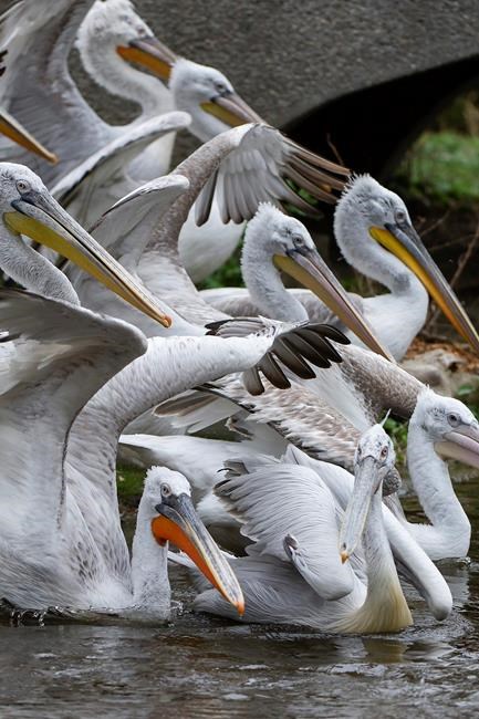 Vienna zoo puts down its pelicans because of bird flu | iNFOnews.ca