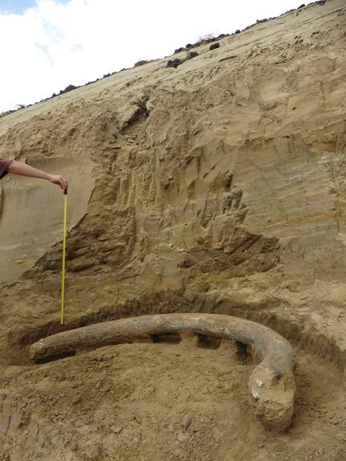 Austrian experts recover giant tusks of rare mammoth breed | iNFOnews.ca