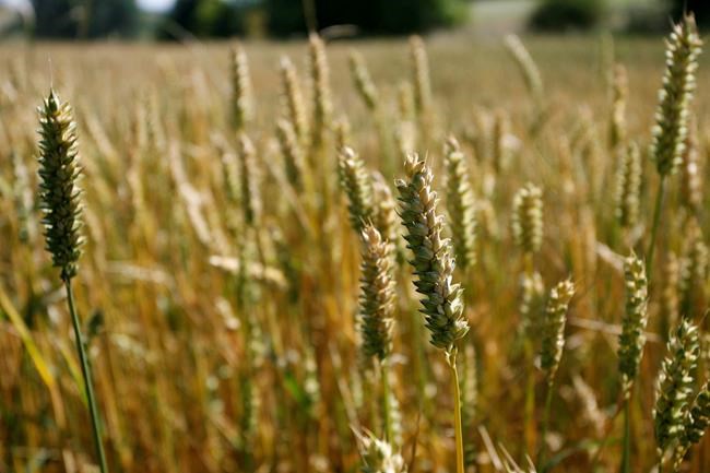 German researchers sequence rye genome for first time | iNFOnews.ca