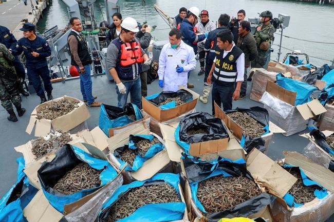 Peruvian authorities: 12.3 million dried seahorses seized | iNFOnews.ca Peruvian authorities: 12.3 million dried seahorses seized | iNFOnews.ca