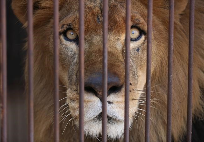 33 lions saved from South American circuses heading home | iNFOnews.ca