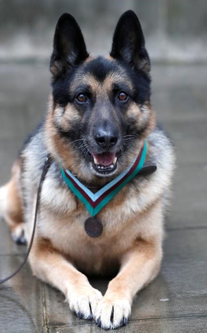 US Army hero dog during WWII receives posthumous medal | iNFOnews.ca