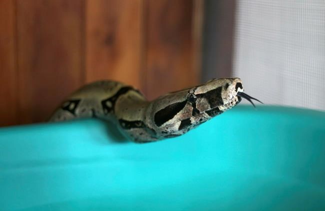 UN health agency issues 1st strategy to address snake bites | iNFOnews.ca UN health agency issues 1st strategy to address snake bites | iNFOnews.ca