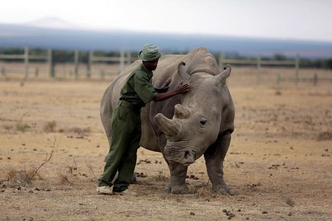 Scientists create hybrids in race to save rhino sub-species | iNFOnews.ca Scientists create hybrids in race to save rhino sub-species | iNFOnews.ca