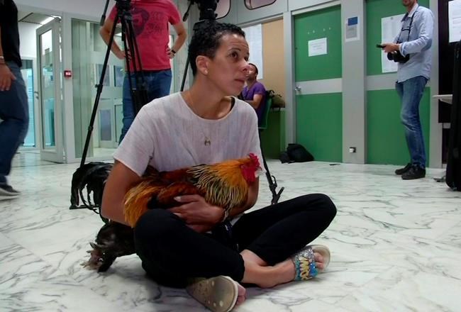 Cock-a-doodle-doo! French rooster crows over court win | iNFOnews.ca