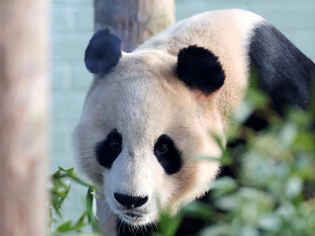 Giant panda shocked by electric fence in Scotland | iNFOnews.ca