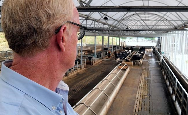 British farm moo-ves into new tech with 5G collars on cows | iNFOnews.ca British farm moo-ves into new tech with 5G collars on cows | iNFOnews.ca