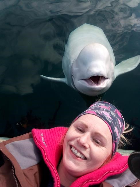 Enigmatic Beluga whale off Norway staying near humans | iNFOnews.ca