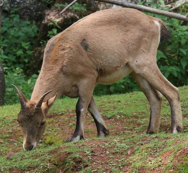 UK police warn about rare goat-antelope escaped from zoo | iNFOnews.ca