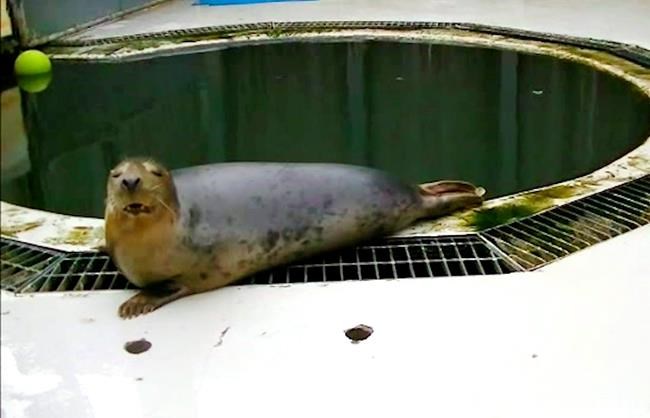 UK study shows seal singing 'Twinkle, Twinkle, Little Star' | iNFOnews.ca UK study shows seal singing 'Twinkle, Twinkle, Little Star' | iNFOnews.ca