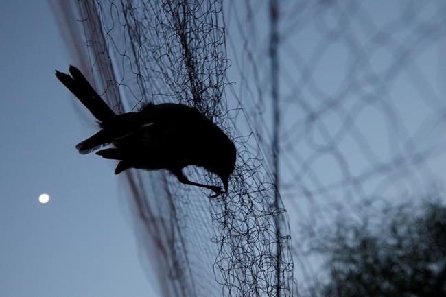 UK bases official: No let-up on bird poaching crackdown | iNFOnews.ca CP871056295
