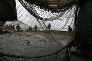 Annual carp catch across ponds in the Czech Republic means Christmas is coming soon | iNFOnews.ca CP30544854