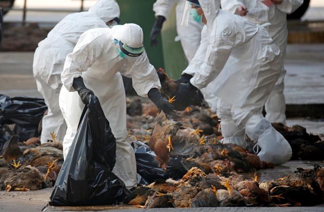 UN sees bird flu changes but calls risk of people spread low | iNFOnews.ca