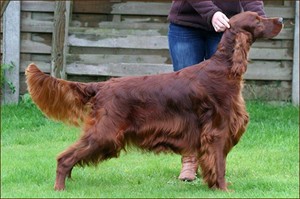 UK Kennel Club says toxicology tests show Irish Setter Jagger was poisoned in Belgium | iNFOnews.ca CP32317539