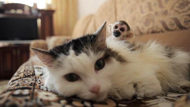 Russian cat adopts abandoned baby squirrel monkey from zoo | iNFOnews.ca