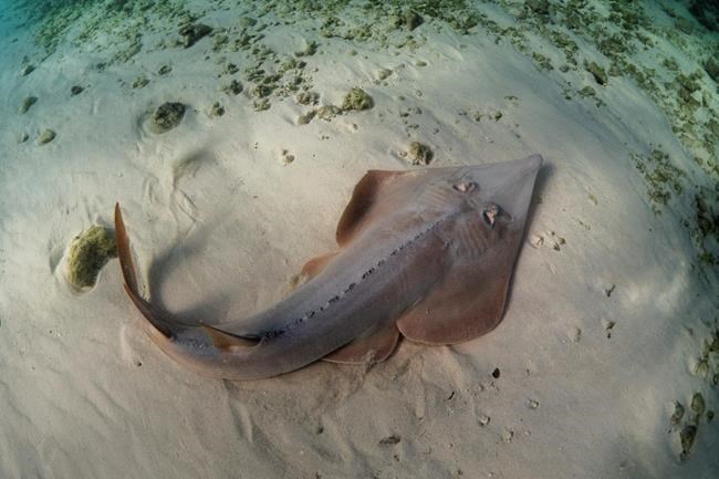 Extinction bites: countries agree to protect sharks and rays | iNFOnews.ca CP1542116021