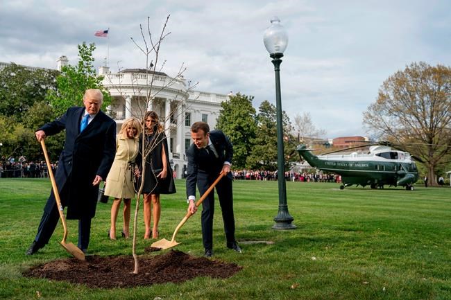 France's Macron will send new oak to Trump after tree died | iNFOnews.ca