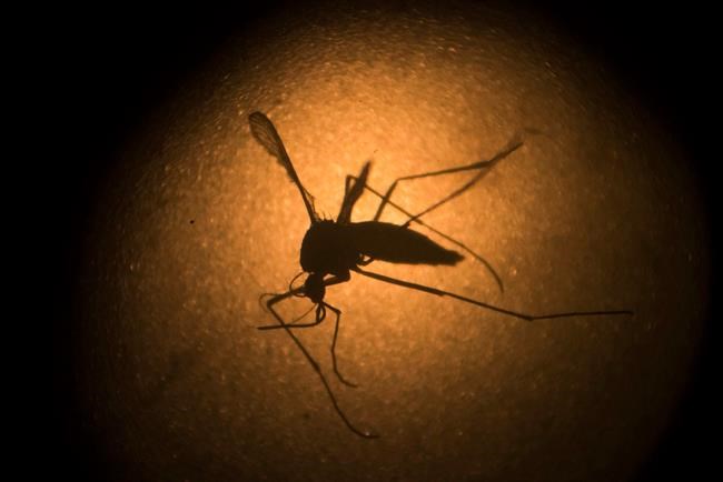 UN changes guidance about sex for travellers to Zika zones | iNFOnews.ca CP1967876568