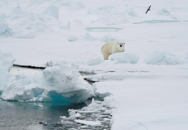 Svalbard sees 'shocking' temperatures near freezing point | iNFOnews.ca