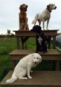 Dog Gone? Dolly Parton offers to adopt dog abandoned at British festival | iNFOnews.ca Dog Gone? Dolly Parton offers to adopt dog abandoned at British festival | iNFOnews.ca