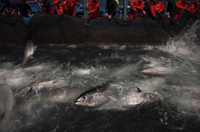 Is that cod for real? Group says fish in EU headquarters of Brussels is routinely mislabeled | iNFOnews.ca CP35182341