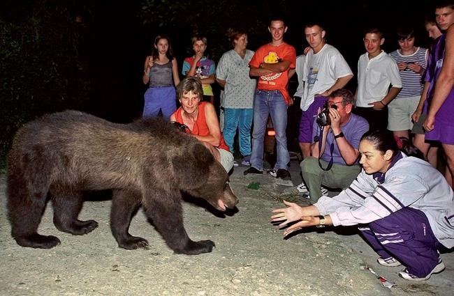 Scientists, animal activists: Don't cull Romanian brown bear | iNFOnews.ca CP1820815036