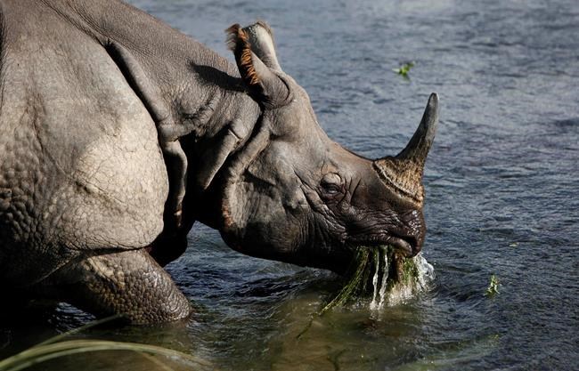 Poachers kill rare one-horned rhino in southern Nepal forest | iNFOnews.ca