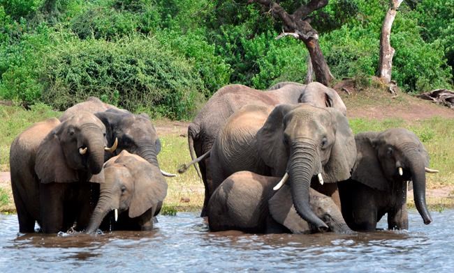 Botswana hits back at critics on anti-poaching policy | iNFOnews.ca
