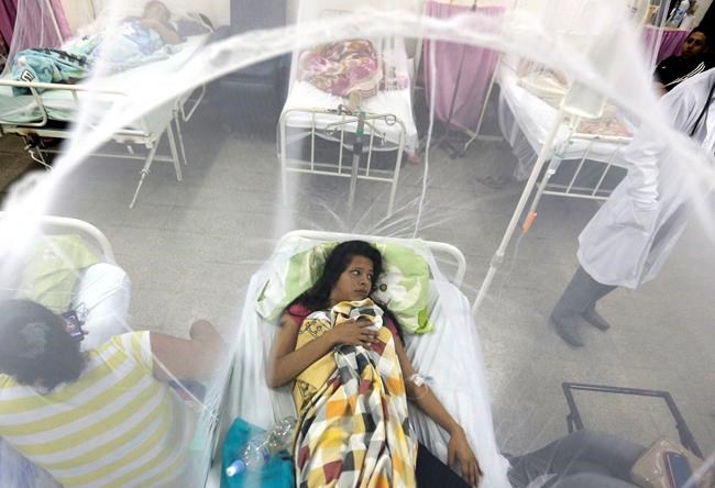 New dengue vaccine could worsen disease in some people | iNFOnews.ca