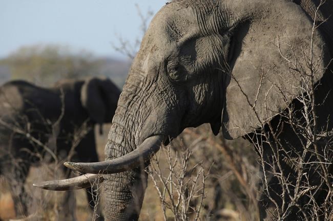 China says it will shut down ivory trade by end of 2017 | iNFOnews.ca China says it will shut down ivory trade by end of 2017 | iNFOnews.ca
