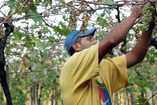 Italian wine harvest begins 10 days early with heat, drought | iNFOnews.ca Italian wine harvest begins 10 days early with heat, drought | iNFOnews.ca