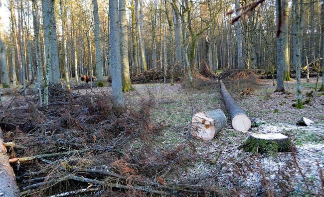 Poland faces deadline to stop over-logging in ancient forest | iNFOnews.ca