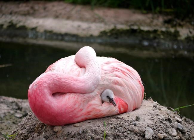 Heat wave put flamingos in the mood for 1st time in 15 years | iNFOnews.ca