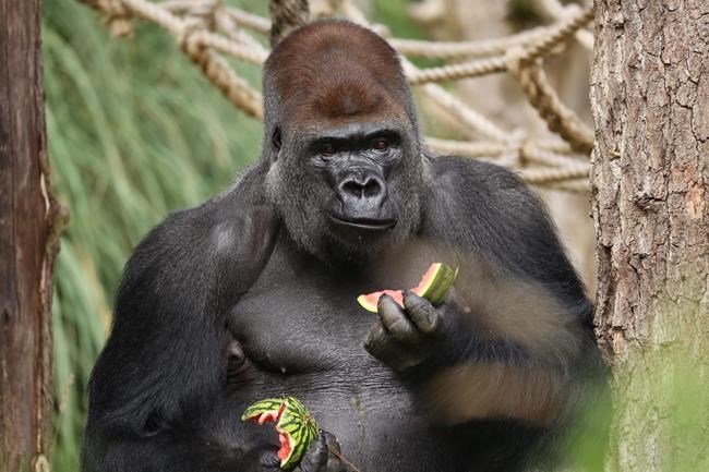 London Zoo calls gorilla escape 'minor'; others see risks | iNFOnews.ca