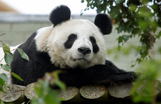 Edinburgh Zoo: panda Tian Tian won't give birth this year | iNFOnews.ca Edinburgh Zoo: panda Tian Tian won't give birth this year | iNFOnews.ca