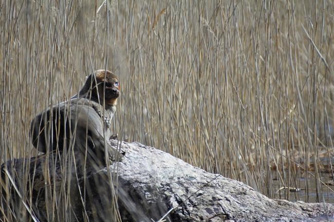 Endangered Finnish seals go online to highlight plight | iNFOnews.ca