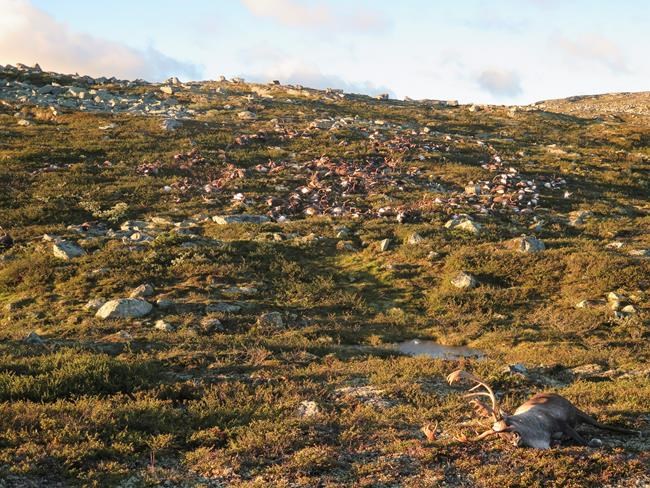 Lightning strike kills more than 300 reindeer in Norway | iNFOnews.ca