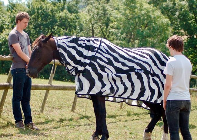 Why do zebras have stripes? Perhaps to dazzle away flies | iNFOnews.ca