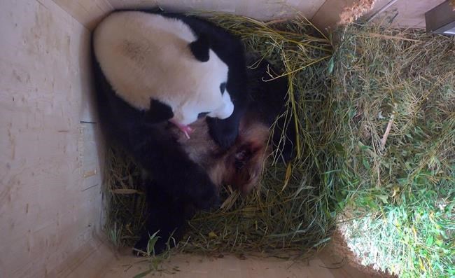 Rare giant panda baby born at Vienna Zoo | iNFOnews.ca Rare giant panda baby born at Vienna Zoo | iNFOnews.ca