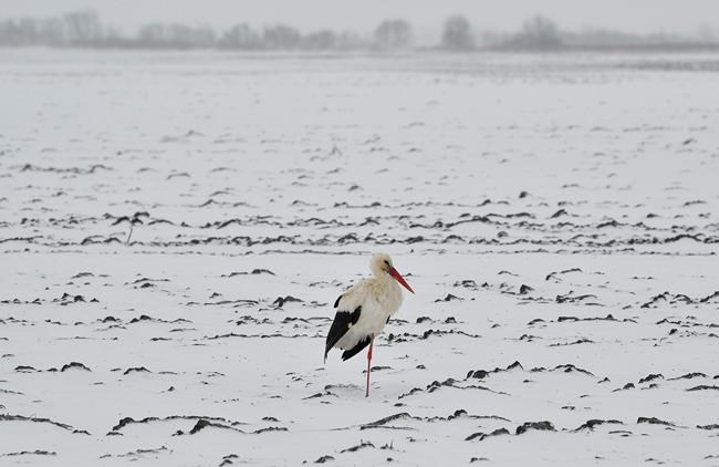 Late winter causes trouble for Romania's stork population | iNFOnews.ca CP1813786482