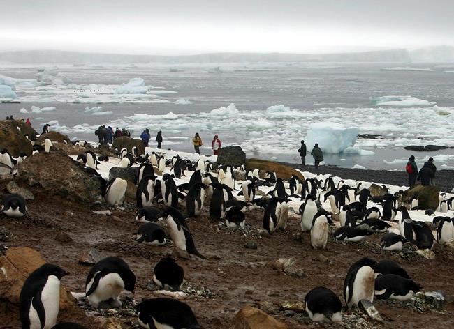 Mass die-off of Antarctic penguin chicks alarms researchers | iNFOnews.ca
