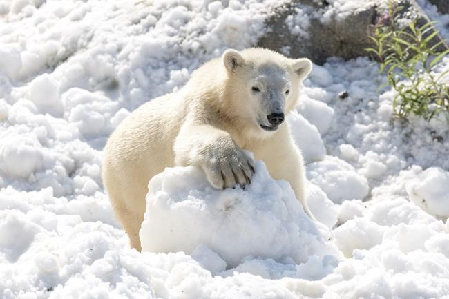 Summer treat: Polar bears frolic in donated load of snow | iNFOnews.ca Summer treat: Polar bears frolic in donated load of snow | iNFOnews.ca