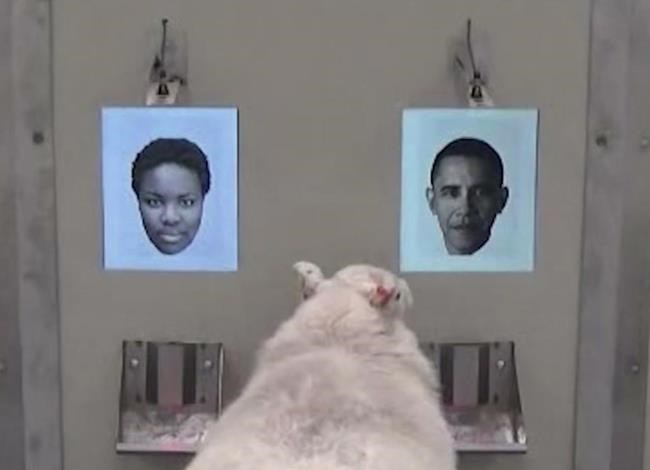 Sheep can recognize Baaaa-rack Obama's face, new study shows | iNFOnews.ca