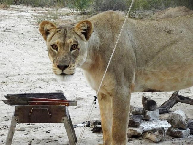 Lions lick tent while campers inside it in Botswana park | iNFOnews.ca
